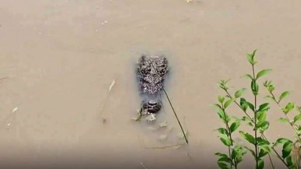 পাবনা পদ্মা কুমির